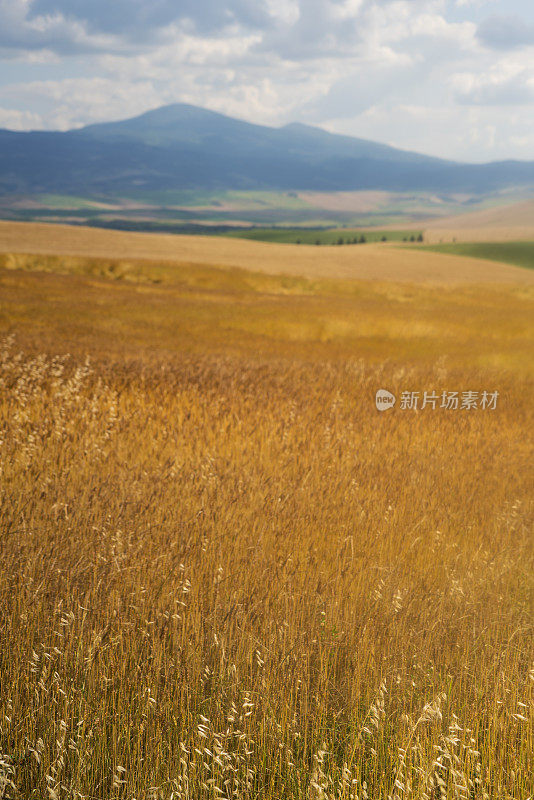 托斯卡纳麦田与山脉和多云的天空在背景，意大利，欧洲