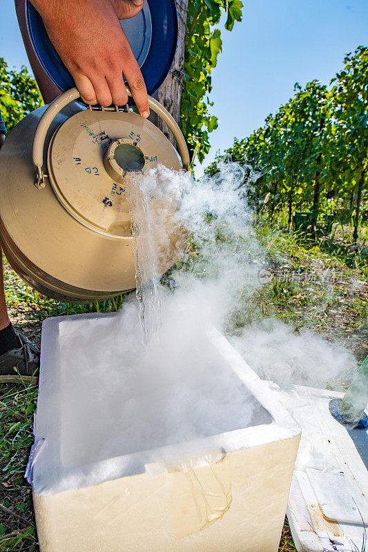农民将液氮倒在白葡萄上进行质量控制