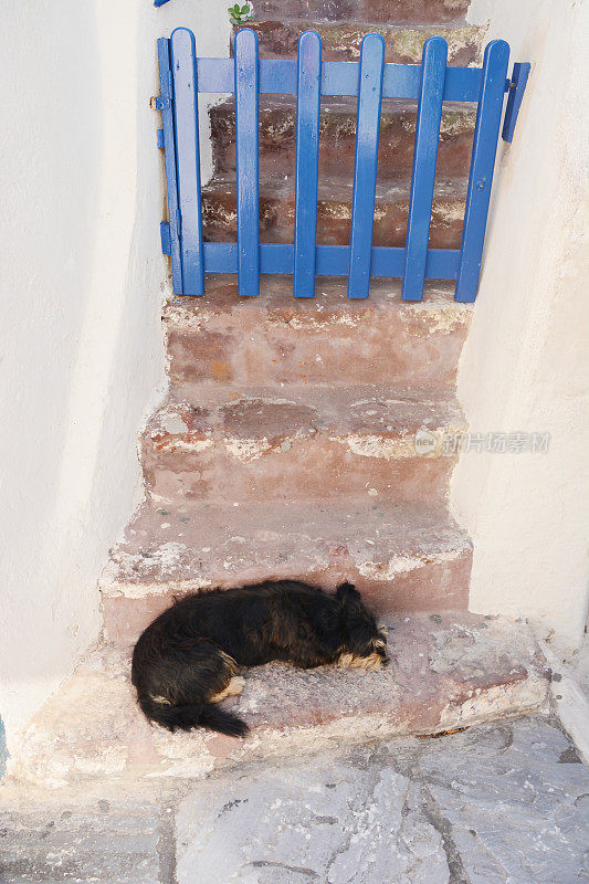 希腊圣托里尼岛沉睡的黑色流浪狗
