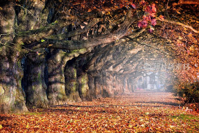秋天的早晨，波兰什切钦公园里一条梧桐树小巷