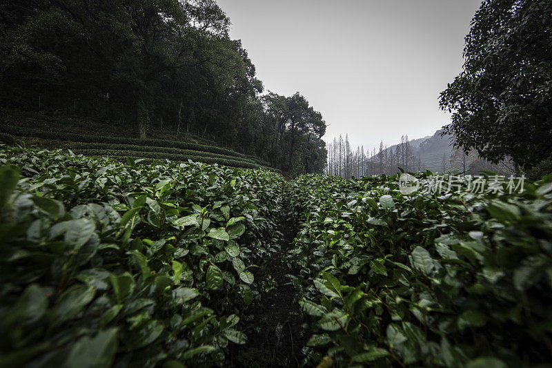 杭州附近的绿茶农场