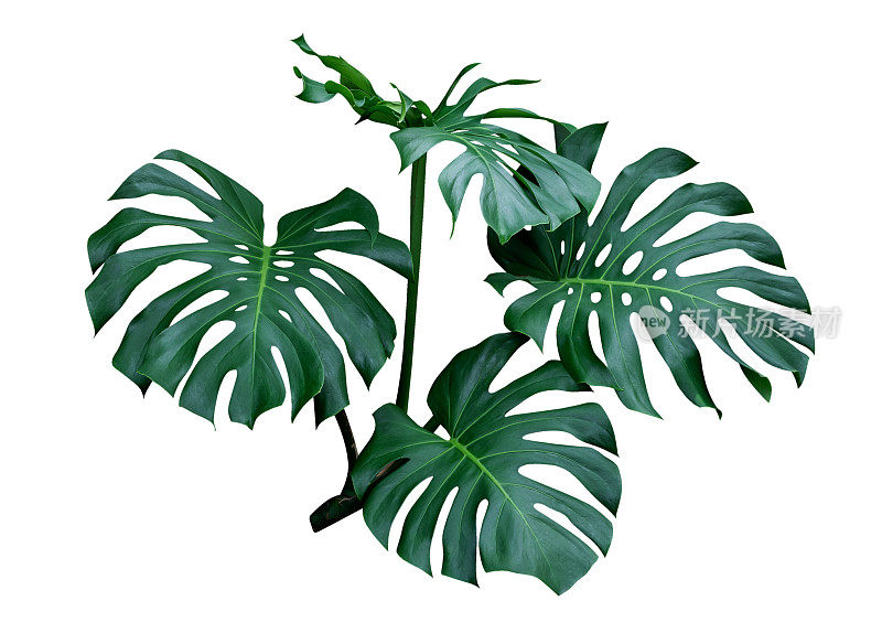 长叶，热带植物常绿藤蔓孤立在白色背景上，修剪路径包括