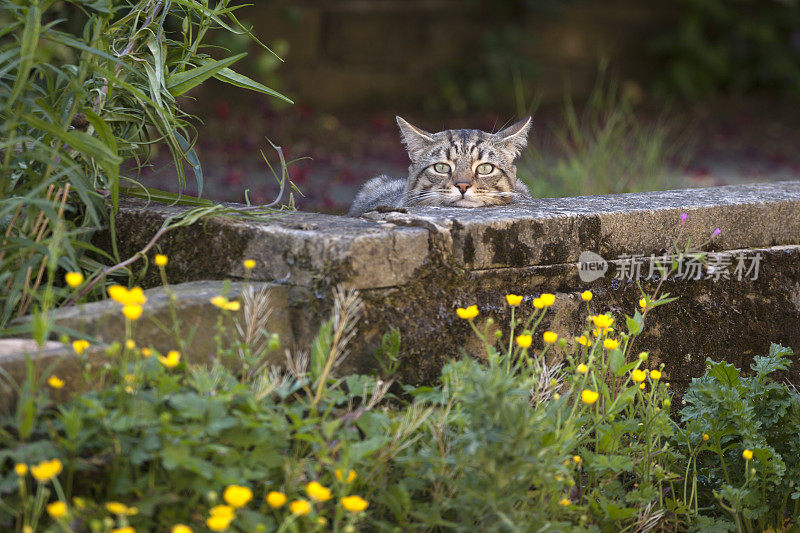 美丽的成年虎斑猫在花园里狩猎