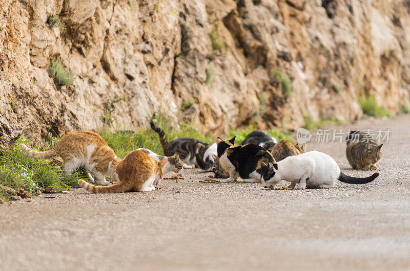 一群流浪猫在街上吃东西