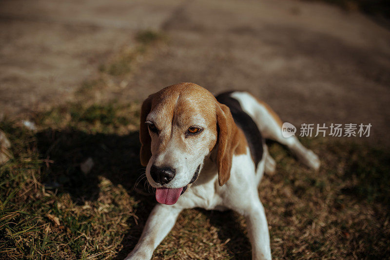 年轻女人和比格犬