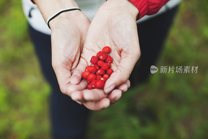 拿着野草莓