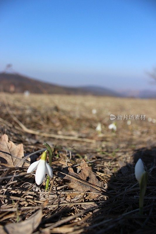 第一朵雪花莲花在二月底