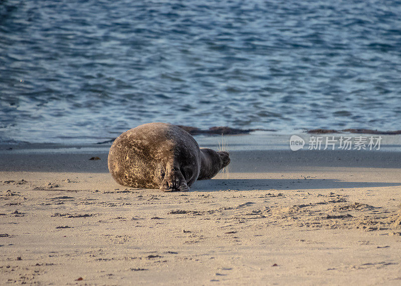 海狮享受在圣地亚哥的拉霍亚海滩沙滩的后视图，加州