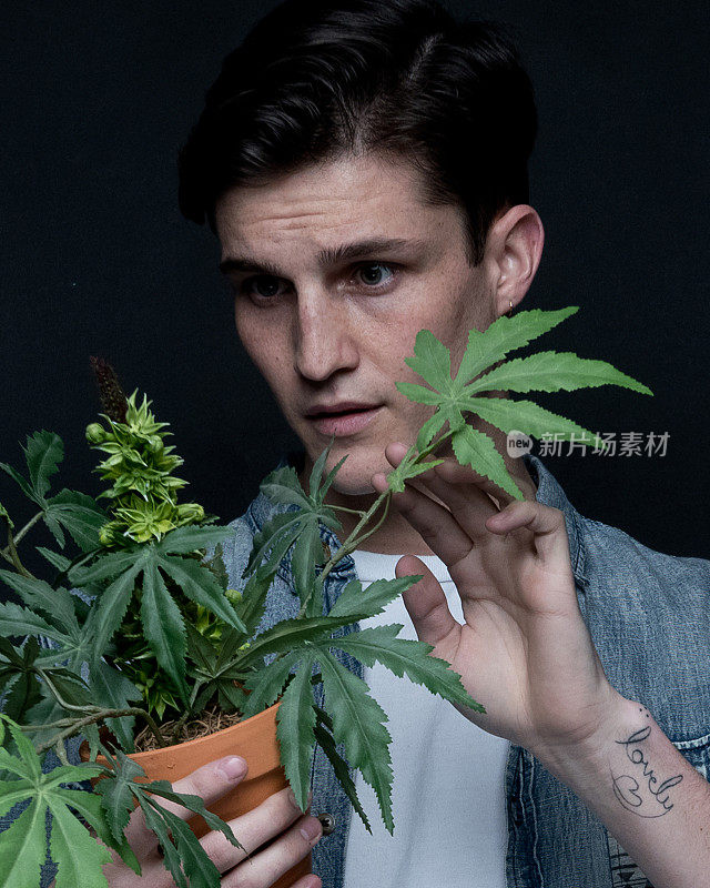 男子与大麻植物的近距离观察