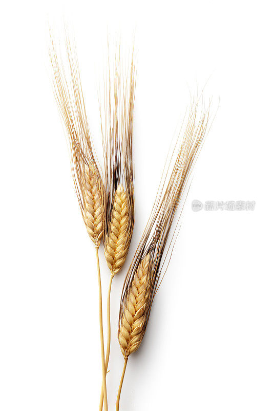 谷物:在白色背景上分离的小麦