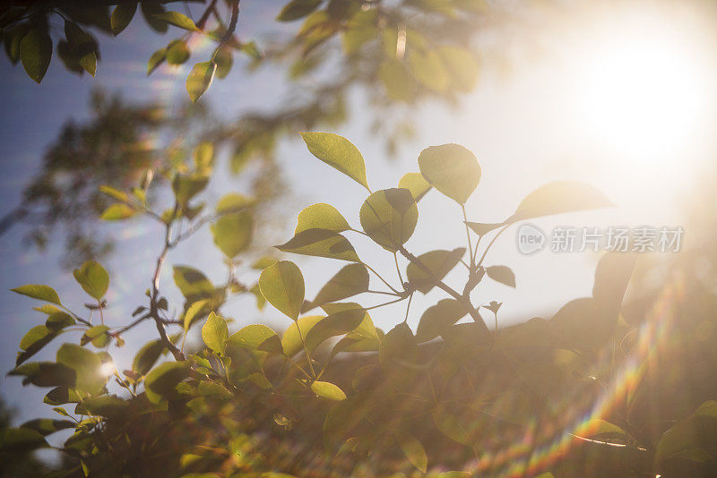 皮奇树的枝干在背光下，带有强烈的镜头光晕和复古艺术散景。