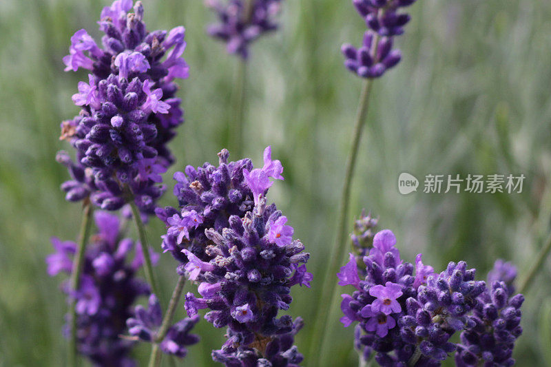 这是一幅夏日里深紫色薰衣草的近景，背景模糊，英国和法国薰衣草多年生灌木在阳光充足的花园里开花，薰衣草品种奥古蒂叶officinalis和蜜蜂在一起