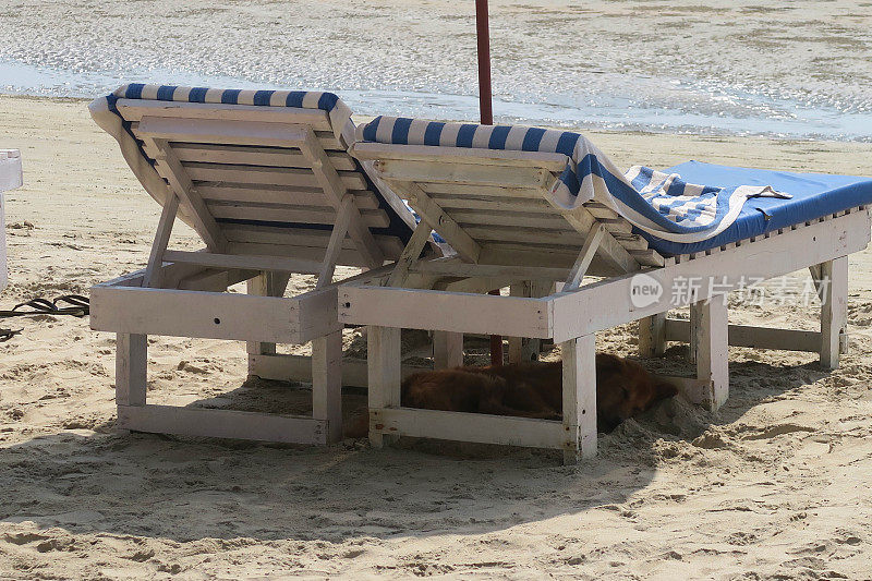 在印度果阿邦帕洛勒姆的沙滩上，一只野狗睡在蓝白相间的木制日光浴躺椅下，背景是海水拍打着柔软的金色沙滩