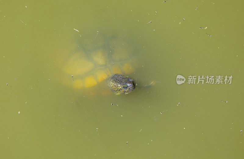 湖面上的海龟