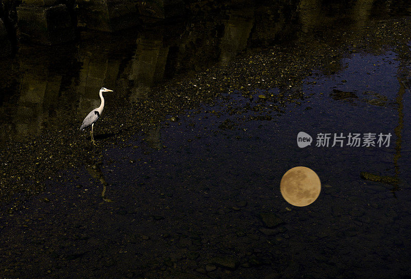 大蓝鹭和满月倒映在水面上。