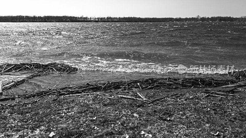 湖岸的水波和芦苇破碎