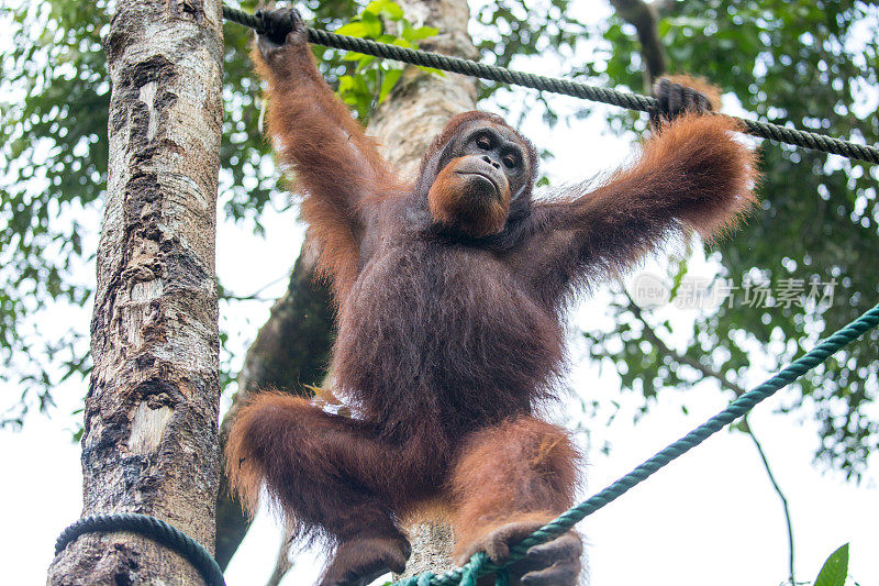 马来西亚:猩猩