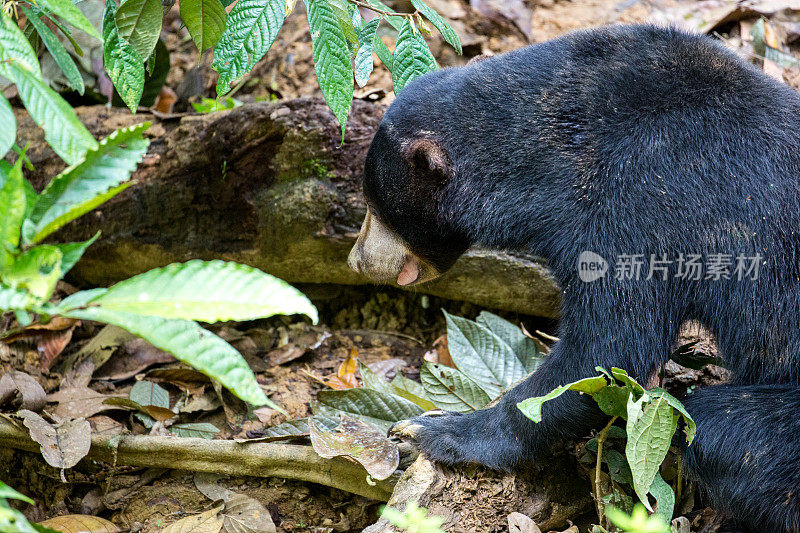 马来西亚:太阳熊