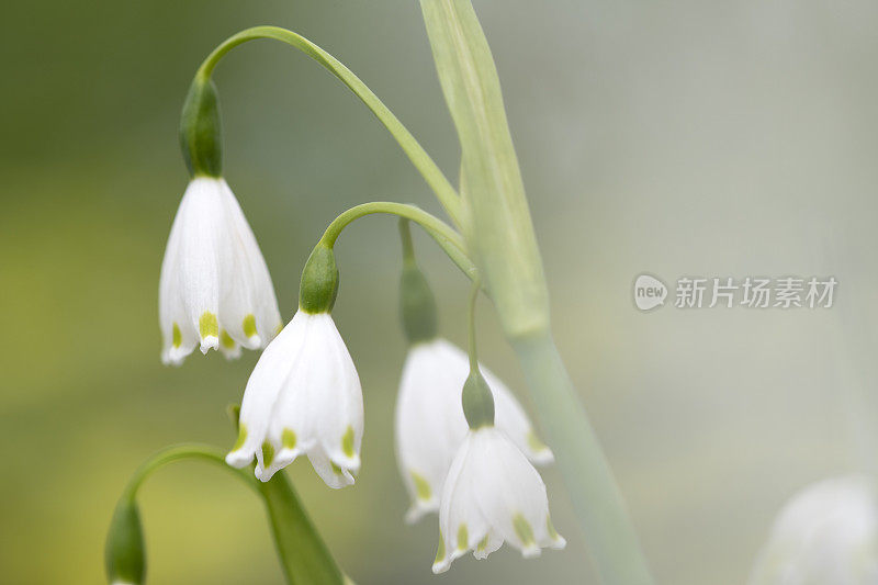 雪花莲