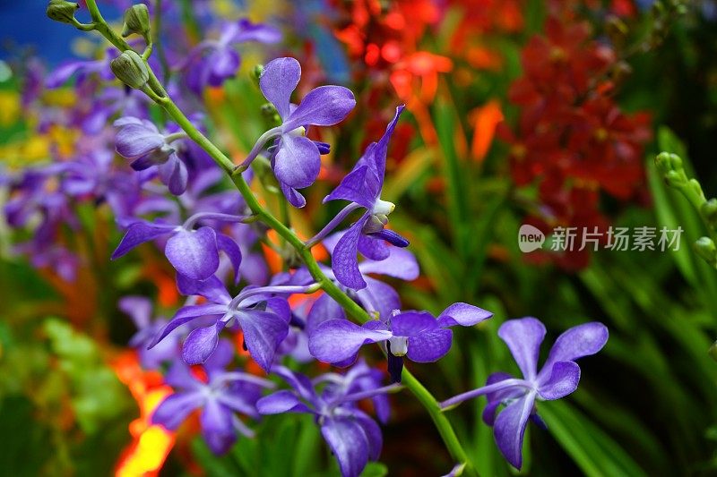 美丽的兰花花特写