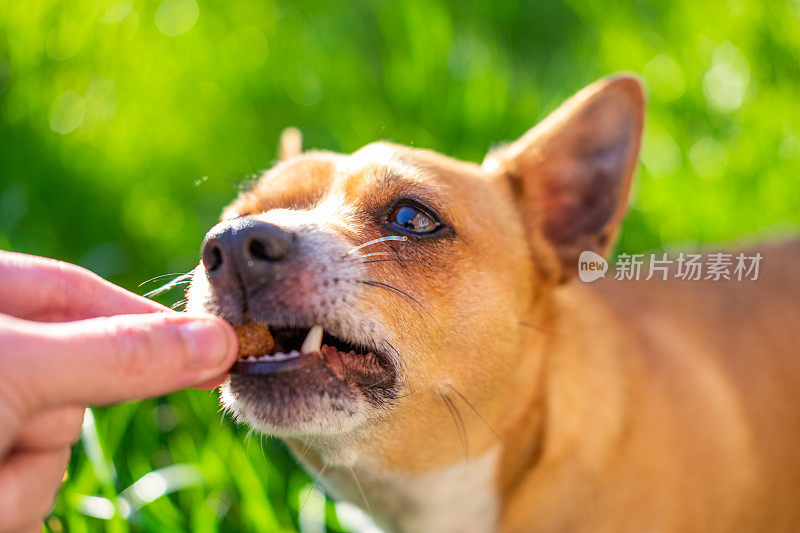 一名男子给他的狗喂食饼干