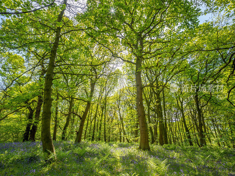 夏季林地景色与自然的背光和新鲜的绿色生长。摄于英格兰约克郡的树林里
