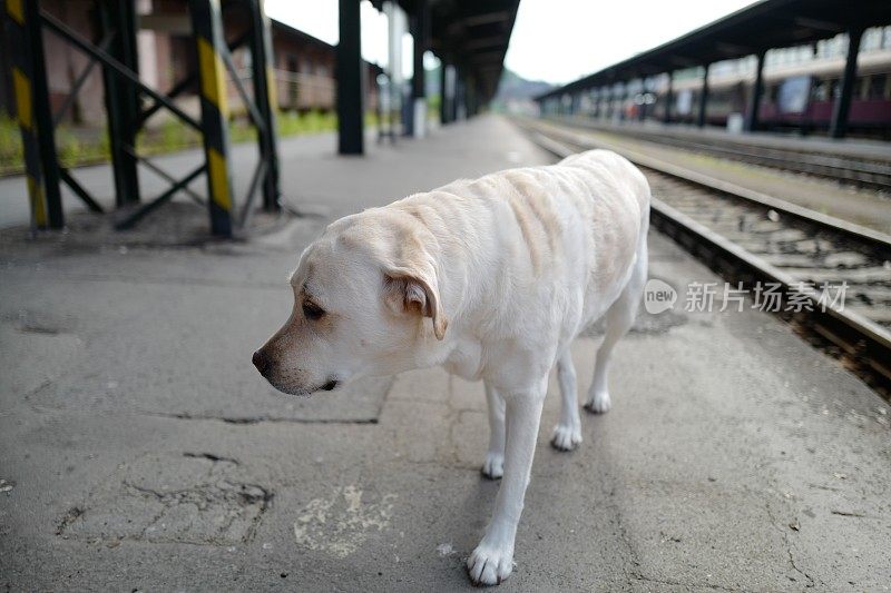 拉布拉多寻回犬