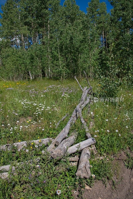 老篱笆，白杨和野花沿着4x4土路在科罗拉多州西南部