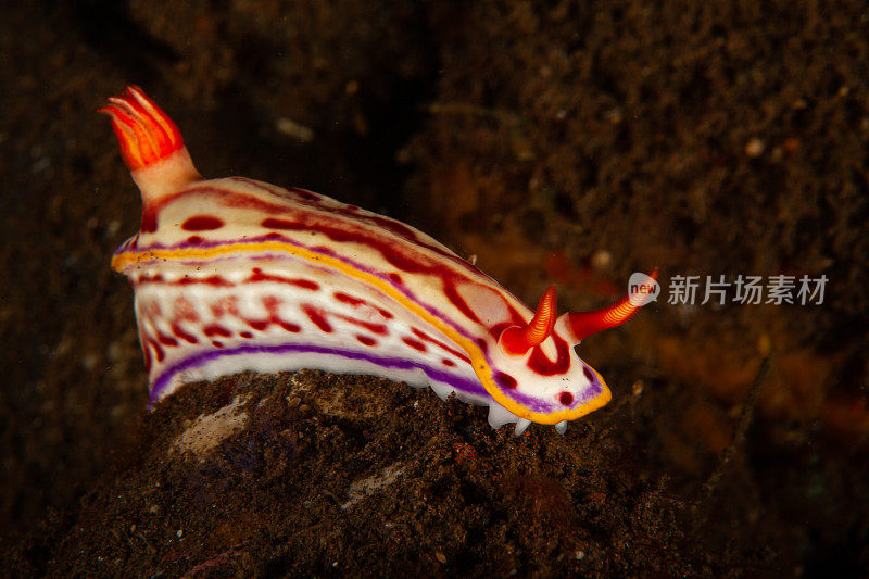 海洋生物。彩色的海蛞蝓水下生物裸鳃