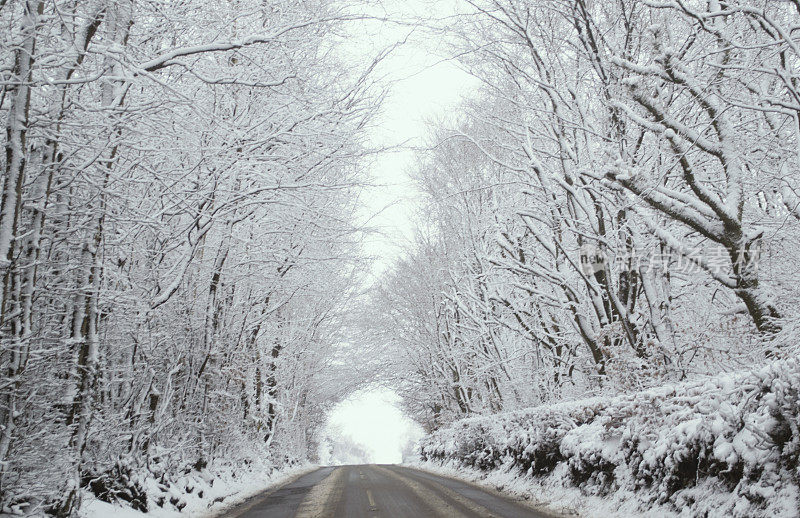 冰雪覆盖的光秃秃的树木排成一条冬季道路