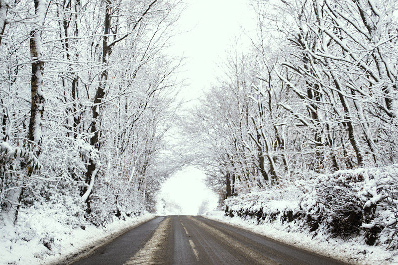 冰雪覆盖的光秃秃的树木排成一条冬季道路