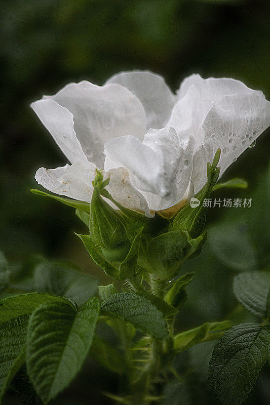 单瓣带花蕾和露珠的白玫瑰