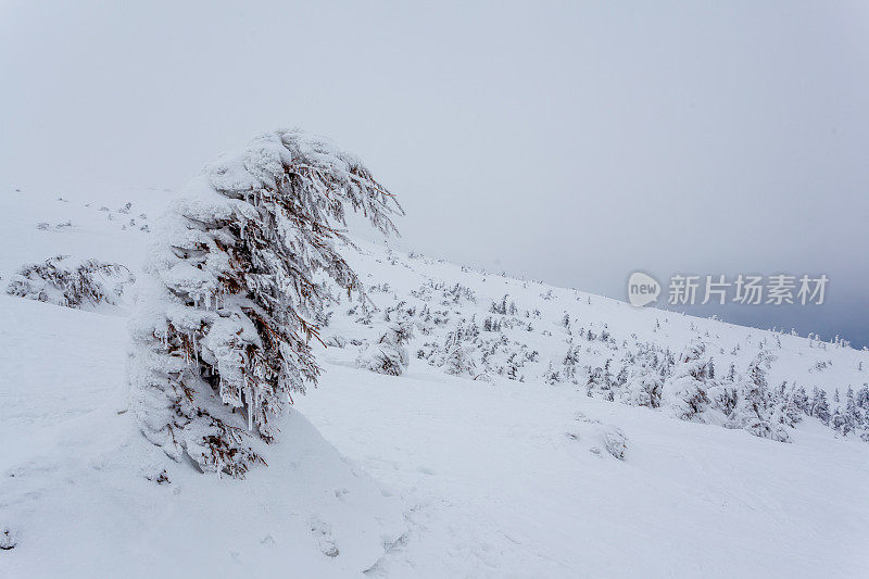 雪后冰雪覆盖的冷杉林和冬日灰蒙蒙的天空。喀尔巴阡山脉,乌克兰。