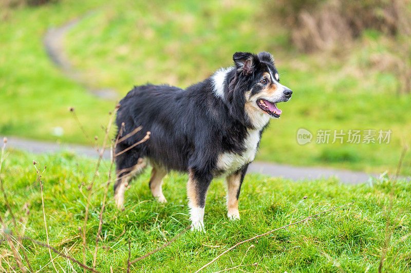 边境牧羊犬站在乡下