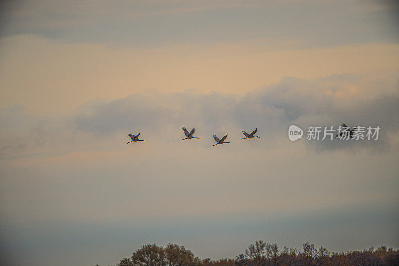 沙丘鹤飞