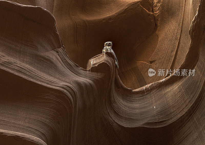 大角猫头鹰在砂岩岩猫头鹰峡谷在普利亚高原-朱砂悬崖荒野