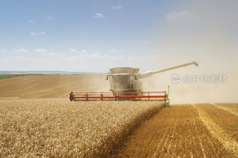结合收割小麦。
