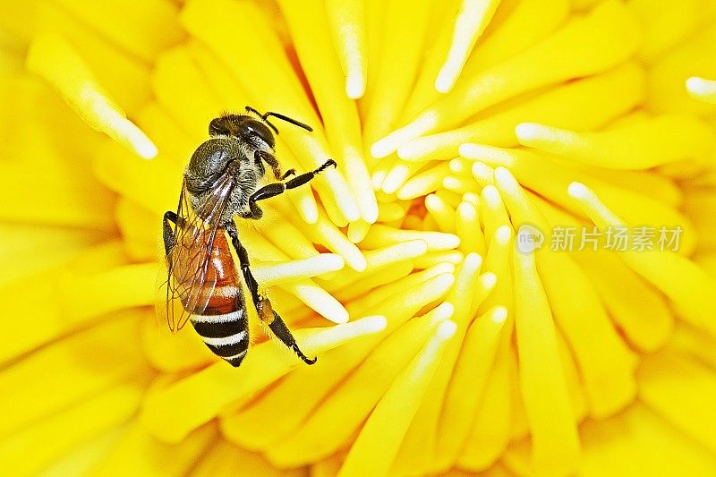 蜜蜂靠近了花朵的花粉。
