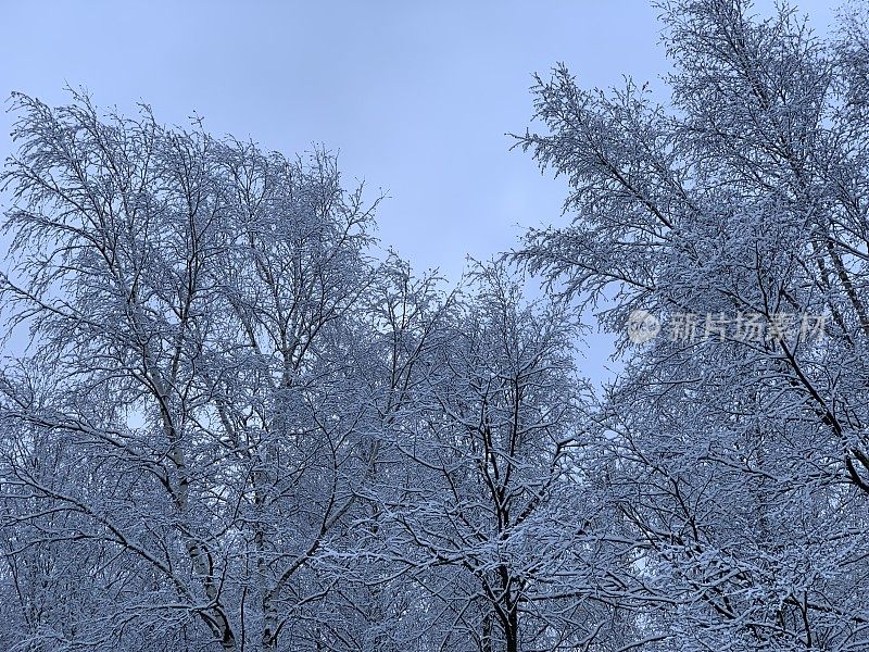 冬日美景的魅力――黑色的树枝上覆盖着新鲜蓬松的白雪