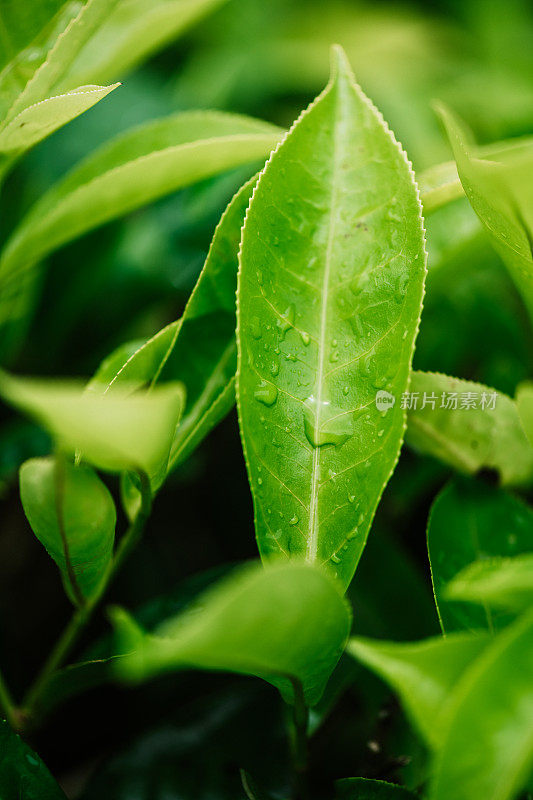 雨滴落在茶叶上