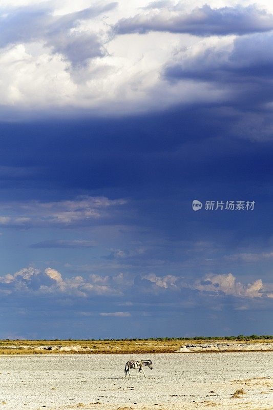 孤独的斑马对抗埃托莎的雷雨