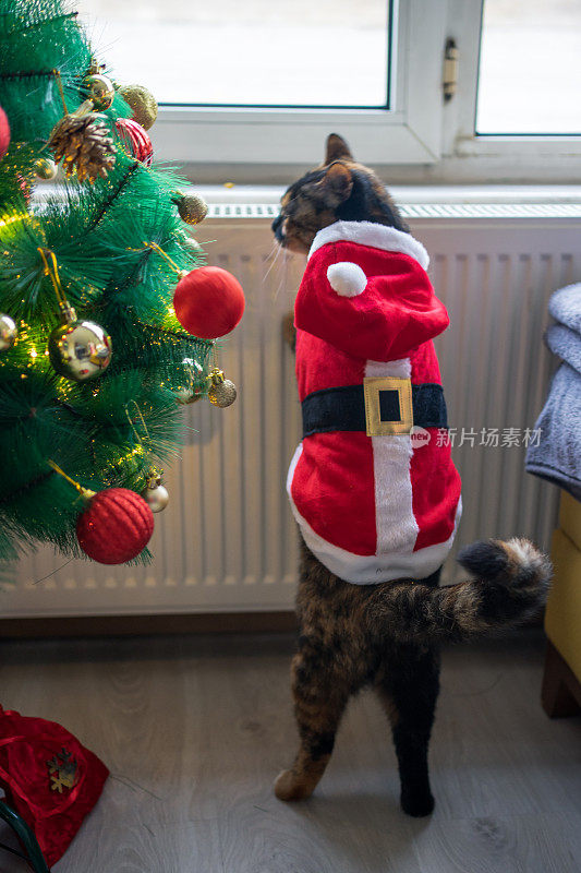 穿圣诞老人衣服的玳瑁猫