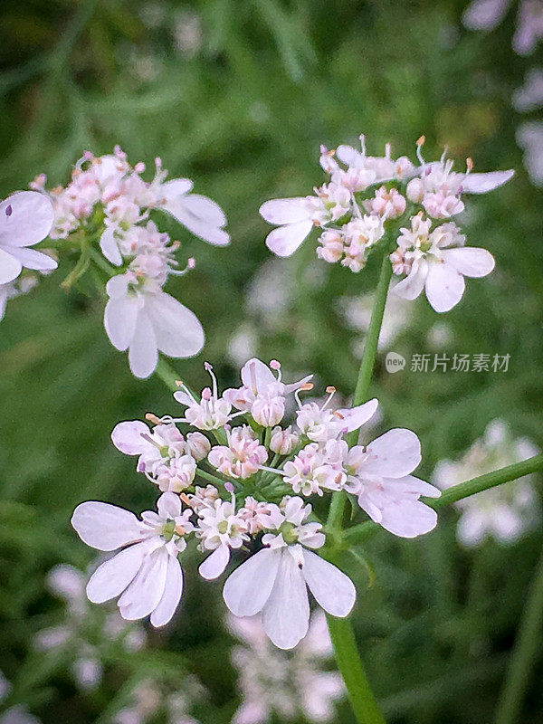 有机农场中开白花的香菜绿色草本植物