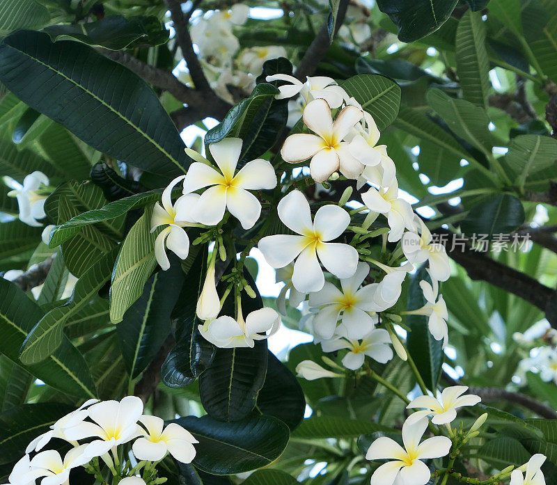 鸡蛋花花