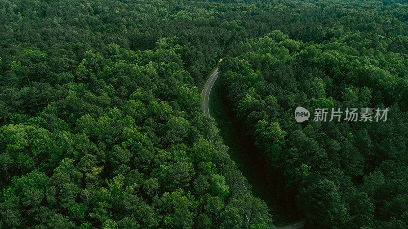 鸟瞰图穿过森林的道路在春天