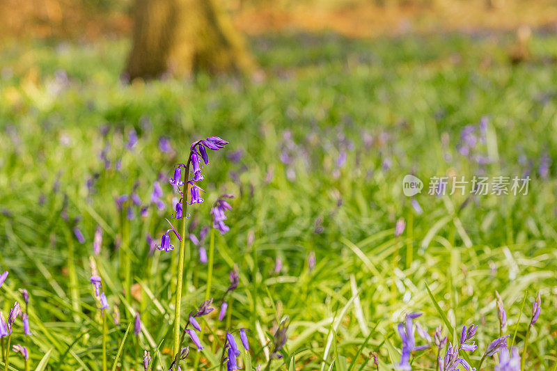 蓝铃花,特写