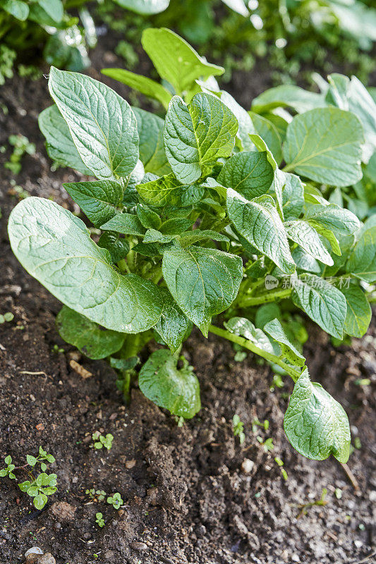 土豆植物