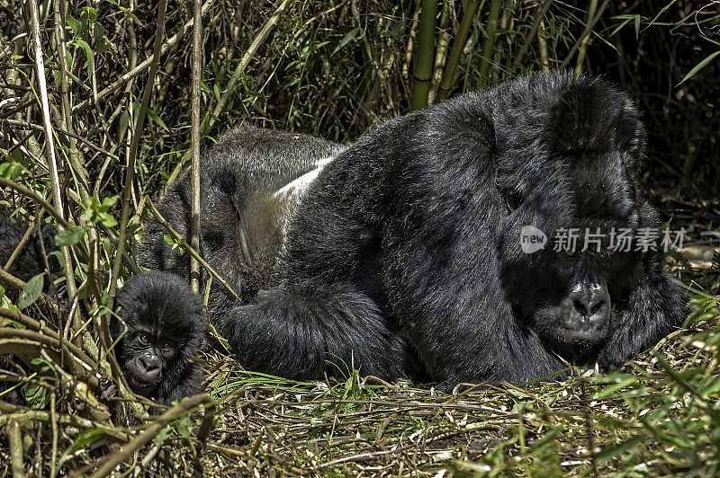 银背雄性和年轻的山地大猩猩，白令盖大猩猩，火山国家公园，卢旺达。维龙加山脉。