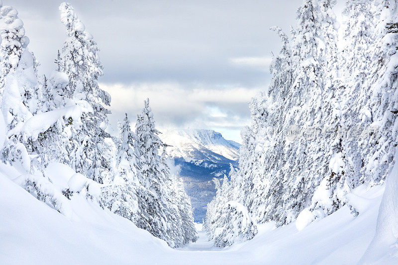 冰雪覆盖的松树沿着冬季雪地摩托步道