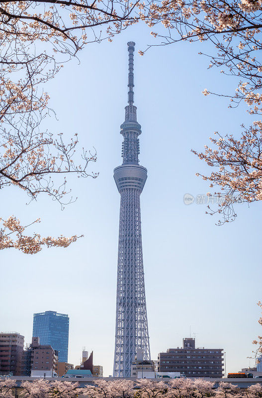 东京的天空树建筑上有樱花